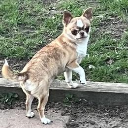 Smidgy - Chihuahua