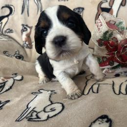 Harmony - Black white and tan female English Springer Spaniel puppy in Las Vegas, Nevada from Legacy