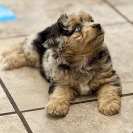 Aussiedoodle Puppies from Navarro Royal Pups