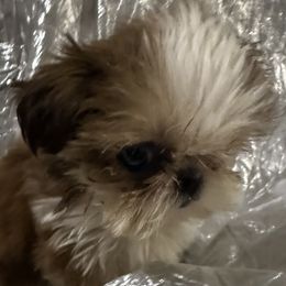 Besset - Red and white female Shih Tzu puppy in Corpus Christi, Texas from Pam Crump Shih Tzu