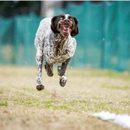 German Shorthaired Pointer All Grown Up from Halestorm Kennel