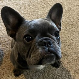 French Bulldogs from Double Oak Frenchies