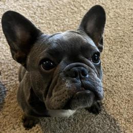French Bulldogs from Double Oak Frenchies