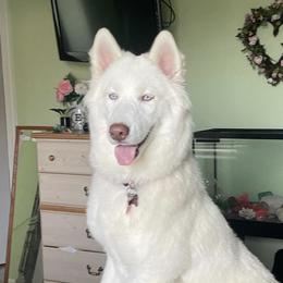 Gia - Siberian Husky