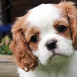 Cavalier King Charles Spaniels, Cavapoos, and Havanese from Grayfinn House