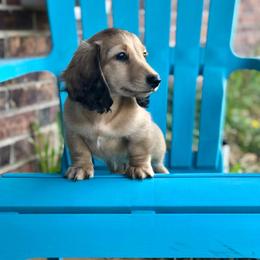Dachshund Puppies from Billboard Doxies
