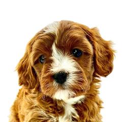 Cavapoos from Conner Creek Cavapoos