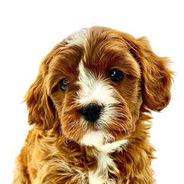 Cavapoos from Conner Creek Cavapoos