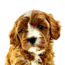 Cavapoos from Conner Creek Cavapoos