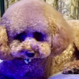 Cavapoos, Cockapoos, and Poodles from Benji’s Cockapoos