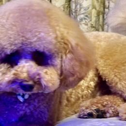 Cavapoos, Cockapoos, and Poodles from Benji’s Cockapoos