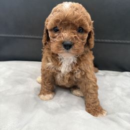 Girl 5 - Red female Cavapoo puppy in Knoxville, Tennessee from Shannan's Cavapoos