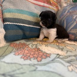 Female 1 - White female Morkie puppy in Ludlow, Missouri from Countryside Doodles and Mohr