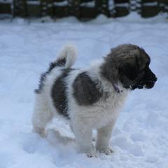 Anatolian Shepherd Dog Puppies from Lambkin Lane Farm