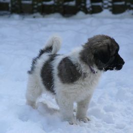Anatolian Shepherd Dog Puppies from Lambkin Lane Farm