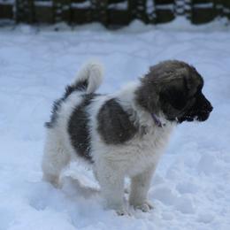Anatolian Shepherd Dog Puppies from Lambkin Lane Farm