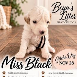 Miss Black - Buff and white female Cockapoo puppy in Tampa, Florida from Mary Puppins