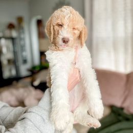 Double Doodle and Labradoodle Puppies from Magnolia & Finn Doodles