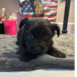 Gomer - Black male Morkie puppy in Florence, Kentucky from 4paws4ever by Design
