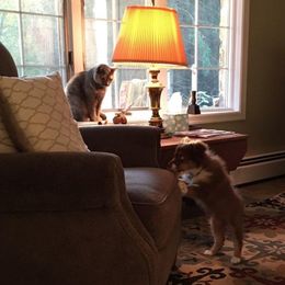 Australian Shepherd Puppies from CinchTight