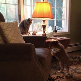 Australian Shepherd Puppies from CinchTight