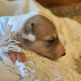 Cupid - White and fawn male Whippet puppy in Oneida, Tennessee from Saving Grace