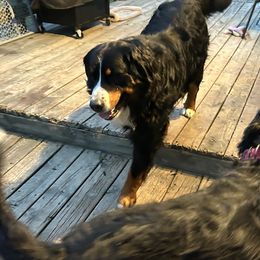 Bernese Mountain Dog Puppies from Lonesome Pine Farm