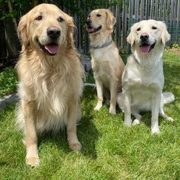Golden Retriever All Grown Up from Continued Traditions Farmstead