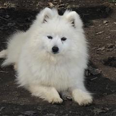 Sugar Bear - American Eskimo Dog