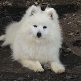 Sugar Bear - American Eskimo Dog