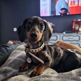 Mochi - Dachshund