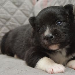 Thunder - Black and white male Pomsky puppy in Fairfield, Vermont from Pomskies of Vermont