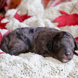 Ash (brown collar) - Merle male Schnoodle puppy in Mouth Of Wilson, Virginia from HoneyBunn Doodle Co.