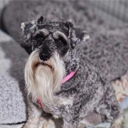 Ana - Miniature Schnauzer