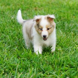 Tango - sable merle boy - Sable merle and white male Shetland Sheepdog puppy in Frazeysburg, Ohio from Mountain High Kennels
