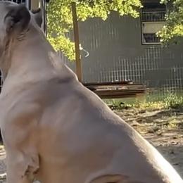 Cane Corso from Brooks Imperial Corso