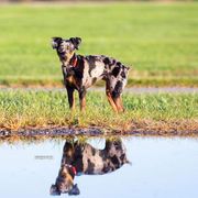 Greyhounds, Lurchers, Salukis, Sporty Mixes, and Whippets from River Valley Canines