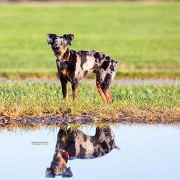 Greyhounds, Lurchers, Salukis, Sporty Mixes, and Whippets from River Valley Canines