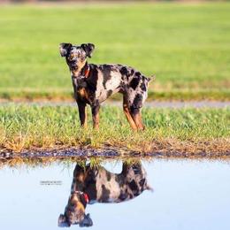 Greyhounds, Lurchers, Salukis, Sporty Mixes, and Whippets from River Valley Canines
