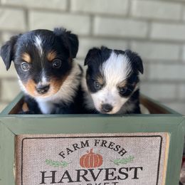 Toy Australian Shepherd Puppies from B&B Toy Aussies