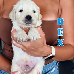 Rex - Light golden male Golden Retriever puppy in Rancho Cucamonga, California from Robinson Retrievers