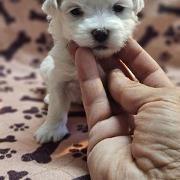 Maltese Puppies from Emotional Amor Support