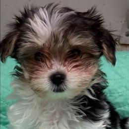 Parti girl 1 - Tri-color female Yorkipoo puppy in The Villages, Florida from My Precious Pups