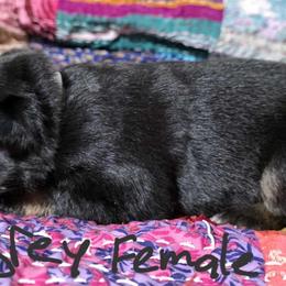 Gray female - Bi-color female German Shepherd puppy in Ann Arbor, Michigan from Von Der Havier German Shepherds
