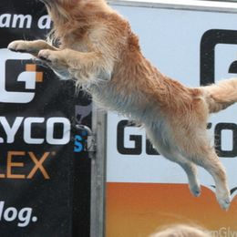 Golden Retrievers from Hearthrob Goldens