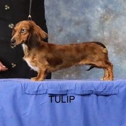Tulip - Dachshund