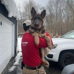 German Shepherd puppies from M&M Shepherd Farms