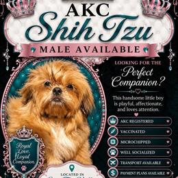 Barry - Red male Shih Tzu puppy in Seattle, Washington from Pretty Paws Shih Tzu's