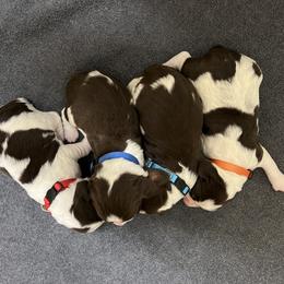 English Springer Spaniel Puppies from Burton English Springer Spaniels