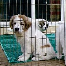 Pyrenean Mastiff Puppies from SaddleDog Farm